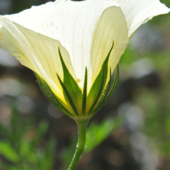 Hibiscus coulteri, Desert Rosemallow